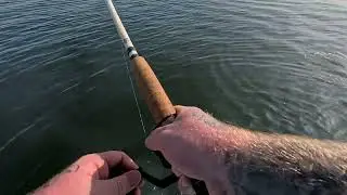 Big Bluefish