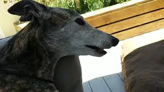 longboye has heckin long yawn and tongue