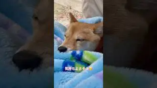 実家でもくつろぐこはる🐕♪ #豆柴#柴犬#日本犬#可愛い#Shiba#こはる