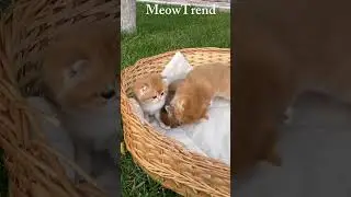 &ldquo;Fluffy & Adorable Kittens 😻🐾&rdquo;#shorts #kittens #fluffykittens #adorable #cutecats #meow #catvideos