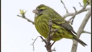 Forest Canary song