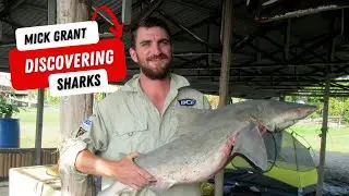Mick Grant: Discovering River Sharks and Sawfish in Papua New Guinea
