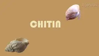CHITIN | POLYSACCHARIDES | CARBOHYDRATES | BIOCHEMISTRY