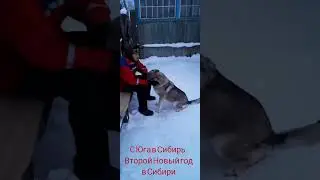 #изгородавдеревню #сюгавсибирь #переездвсибирь #волкособ #влчак #ротвейлервидео