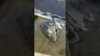 Cooking Ikan Peda - Traditional Indonesian salted fish