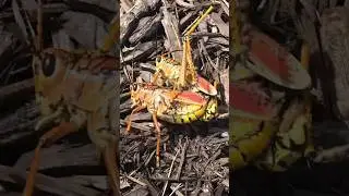 Grasshoppers gone wild