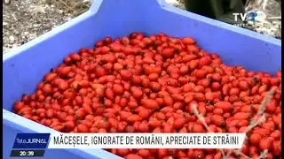 Măceșele, ignorate de români, apreciate de străini