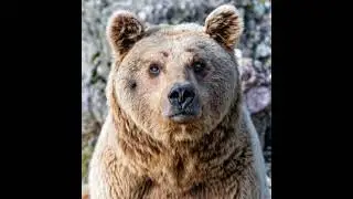 Dramatic Syrian Brown Bear