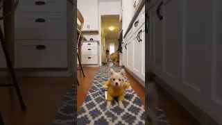 When the Small Dog Becomes the Boss #cutedog #dog