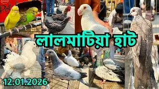 টেম ককাটেল মাএ ৫০০ টাকা | পাখি কম কবুতর বেশি | লালমাটিয়া হাট | Monday | Lalmatia Pet Market #866