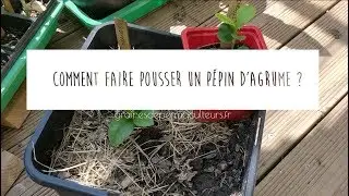 comment faire germer et pousser des agrumes