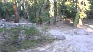 Trail of 100 Giants in Giant Sequoia National Monu