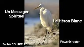 LE HÉRON BLANC - UN MESSAGER SPIRITUEL 🎧
