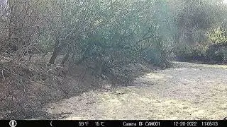 ANTELOPE SQUIRREL, ORO VALLEY, AZ, SONORAN DESERT