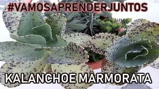 KALANCHOE MARMORATA #VAMOSAPRENDERJUNTOS