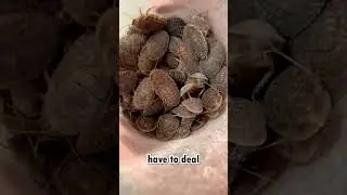Какова любимая диета вашего бананоеда?