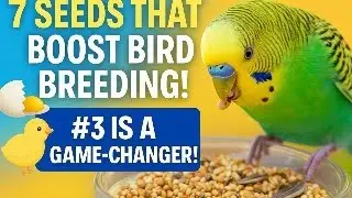 &ldquo;Top 7 Seeds That Boost Bird Breeding 🐣 | Improve Fertility & Hatch Rates Naturally&rdquo;