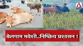 Samasya Se Samadhan : बेलगाम मवेशी.. निष्क्रिय प्रशासन ! समस्या से समाधान तक !