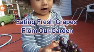 My 2 yrs.old son is not interested eating fresh grapes from our garden. He's just playing the grapes