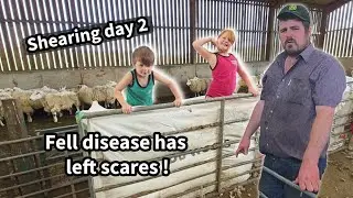 Sheep clipping, real life farming .