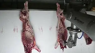AI-driven automated beef scribing system | Intelligent Robotics &times; Australian Meat Group