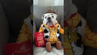 Doggy just chilling in a cowboy suit