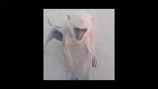 Viral drawing video #viral #drawing #drawing #drawing #drawing #drawing #video