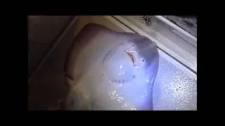 Lively Undulate Ray