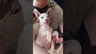 Gosta de brincar nosso viralata branquinho #pet #cachorro #brasil #filhote