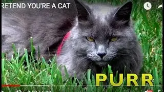 PRETEND YOU'RE A CAT (Babies, Toddlers, Preschool, etc.)