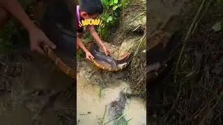viral Fishing video , huge catching #shorts #handfish #fishingtrap #fish #ytshorts #trending