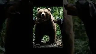 Brave Jungle Dogs Fight with Wild Bear 🐻 | Unbelievable Animal Battle | Wild Vibes by Najab