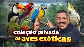 COLEÇÃO PRIVADA DE AVES EXÓTICAS, PARTE 1! EUAKSOU SELVAGEM