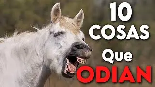 10 COSAS QUE ODIAN LOS CABALLOS Y LA &Uacute;LTIMA ES LA PEOR