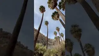 Lost Palm Oasis #desert #joshuatreenationalpark #sonorandesert #desertplants #desertsouthwest