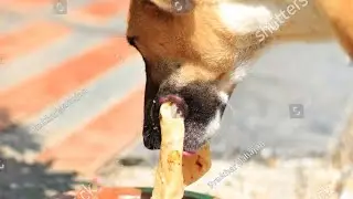Feed the dog bread