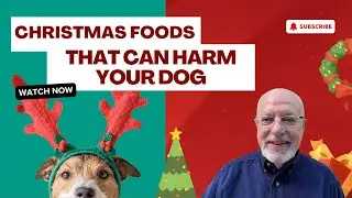 Christmas Foods That Can Harm Your Dog | Vet-Approved Pet Safety Guide