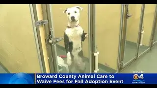 Broward County Animal Care To Waive Adoption Fees This Weekend