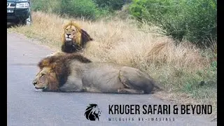 ABSOLUTELY MASSIVE! Two UGE Male Lion, IN The Road! Kruger National Park! #lion
