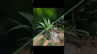 #sortsvideo new kinemaster editing before after editing PicsArt Snapseed video editor photo editing