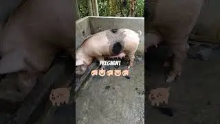 pregnant pig🐷🐖🐷🐖🐷 #viral 🔥🔥#pregnancy