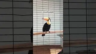 Woodpecker Gone Mad! #woodpecker #birds #zoo #india #shorts #viral #ytshorts #trending #beautiful