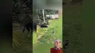 Dog Runs&hellip; Cat Walks Like a Boss!