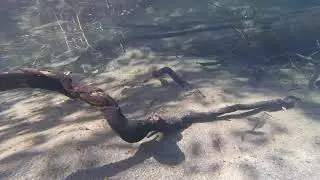 Swimging with rough-skinned newt