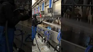 Farm Cleaning #cow #farm