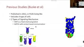 modeling intestinal crypt