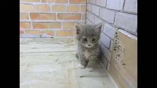 ワンラブ　ペットショップ　名古屋市　266900