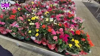 VLOG: ПРОГУЛКА ПО OBI
