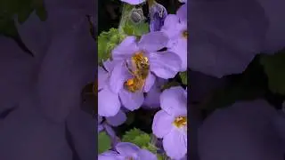小蜜蜂🐝Bee/Bacopa diffusus