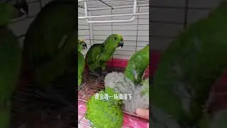 Playful Birds Having Fun &ndash; Too Cute to Miss! 🐦💛